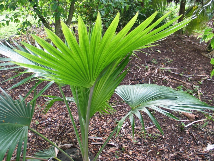 large palm trees surrounded by small leaves