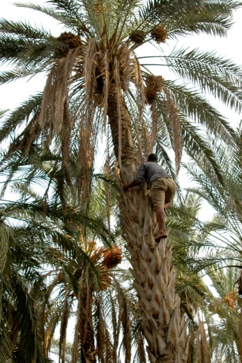 a man is climbing in a palm tree