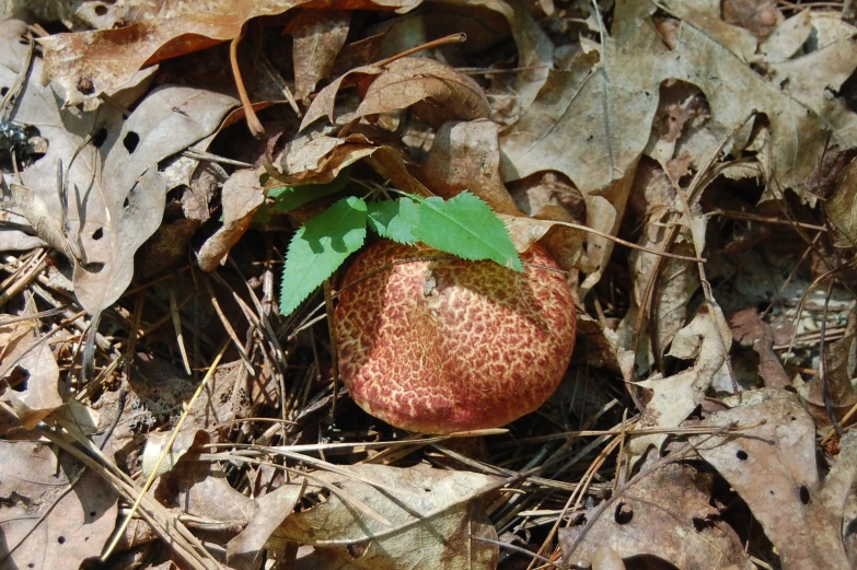 an odd mushroom on the ground surrounded by leaves