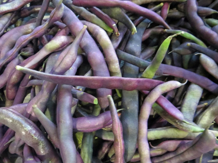 a bunch of purple beans that are growing