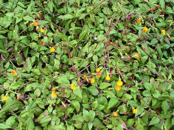 a green plant with yellow flowers and leaves