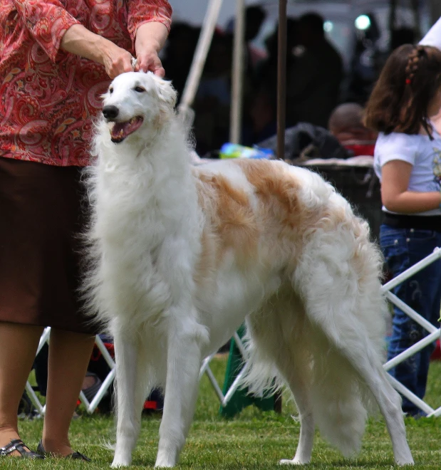 a brown and white dog standing on top of grass