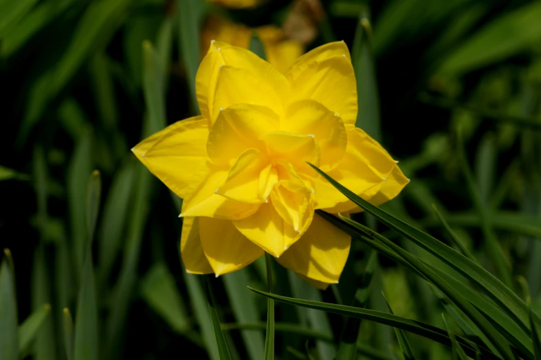 there is a yellow flower sitting in the grass