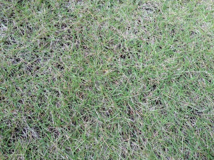 a large patch of grass is shown in the middle of the frame