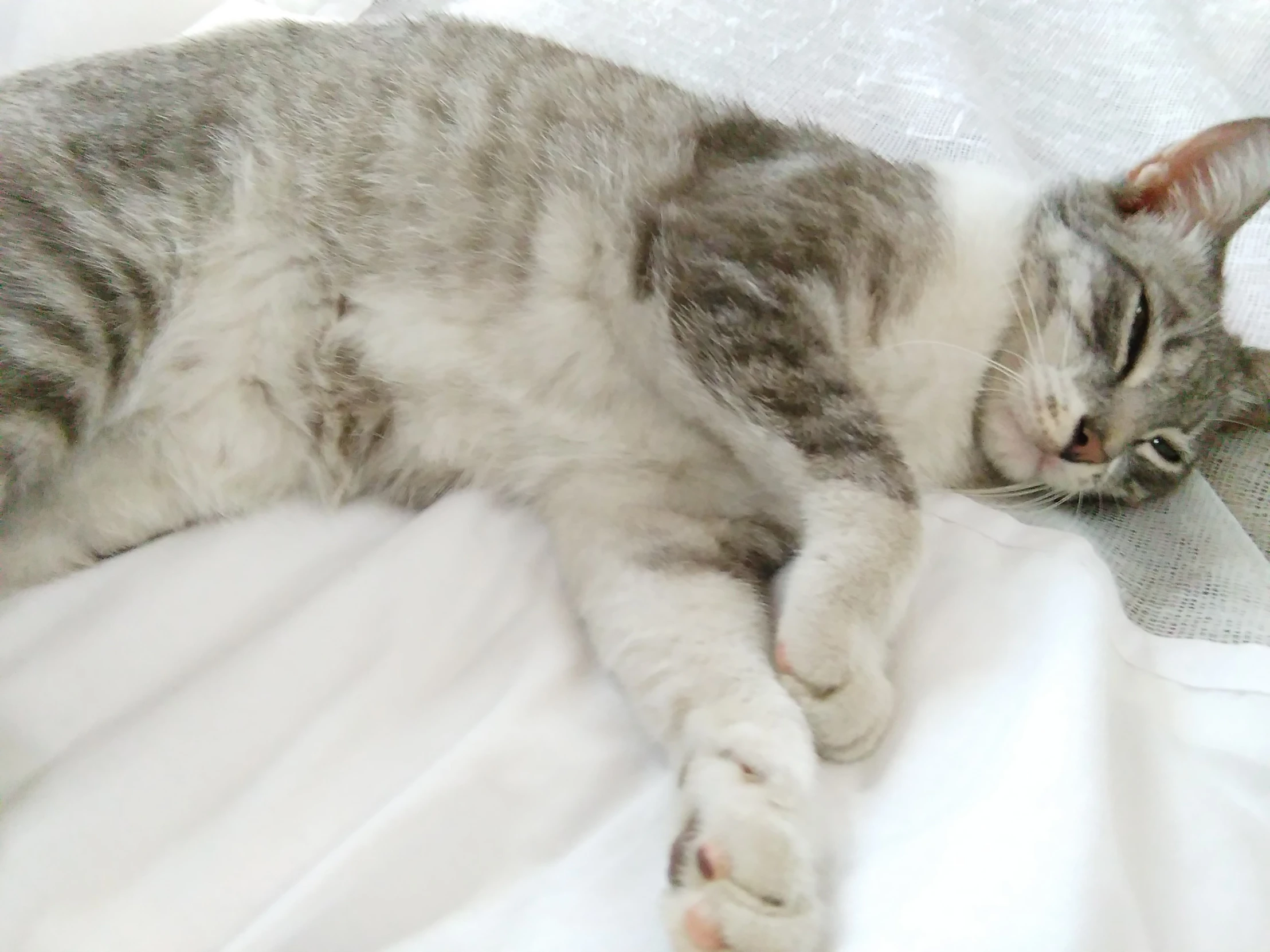 a gray and white cat lays on top of a white bed sheet