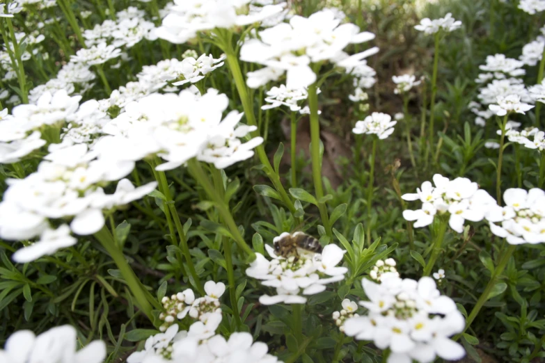 white flowers and a bee are in the grass