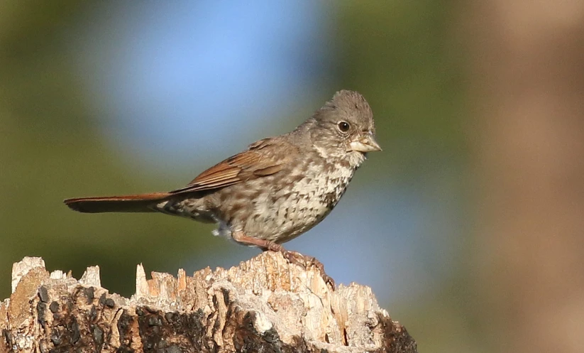 the bird is perched on the tree trunk