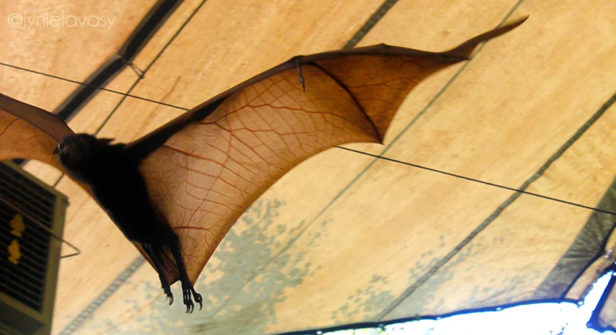 a big bat hangs from a ceiling in a room