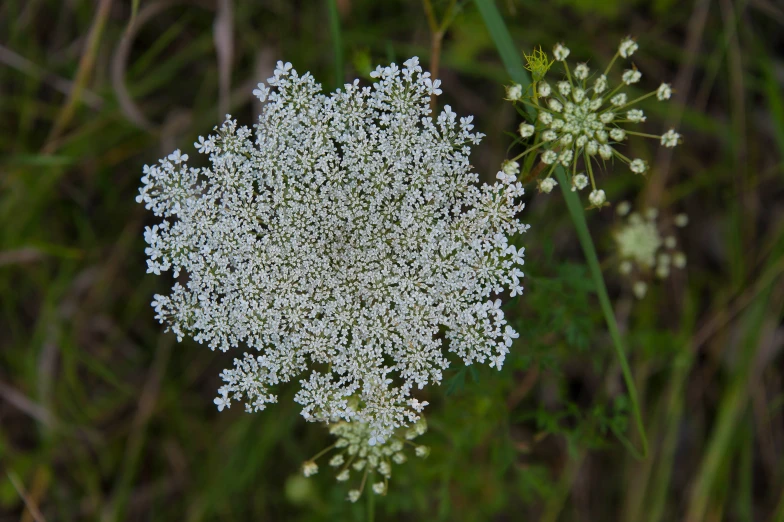 a closeup of an intricately white flower