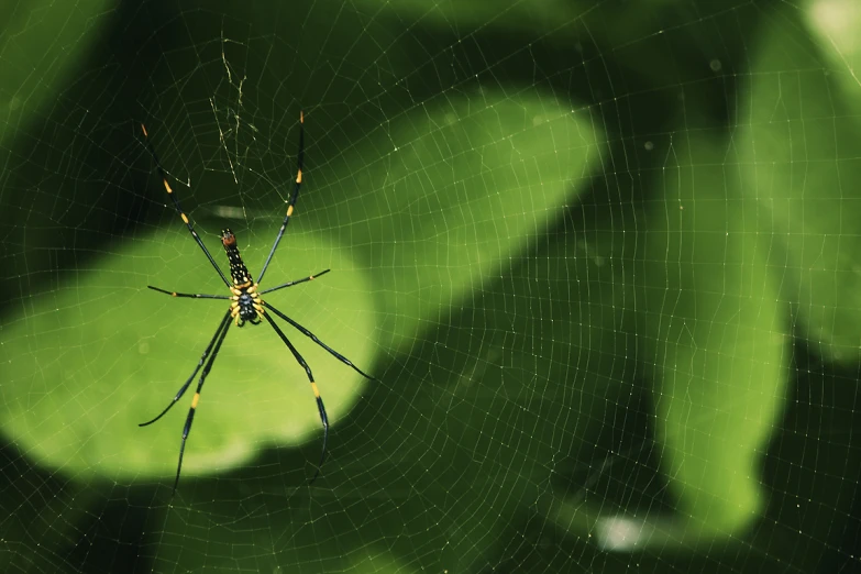 a spider sits on its web of cobwe on a leaf