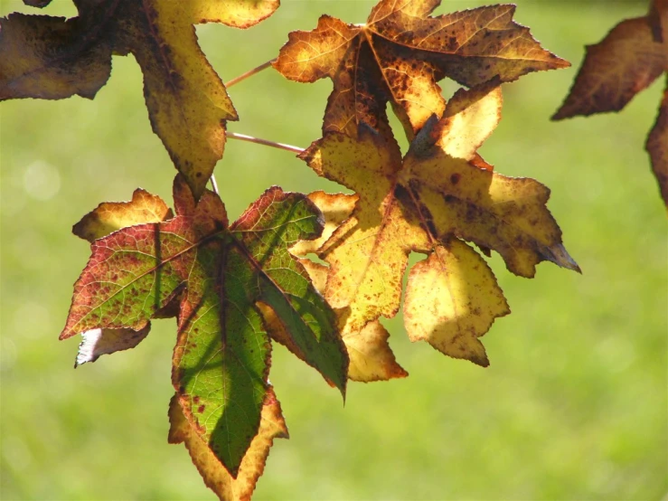 the brown leaves are coming from a tree