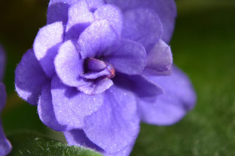 a purple flower with dew drops on it