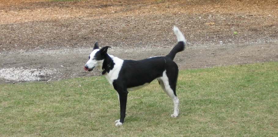 a small dog standing in a grassy field