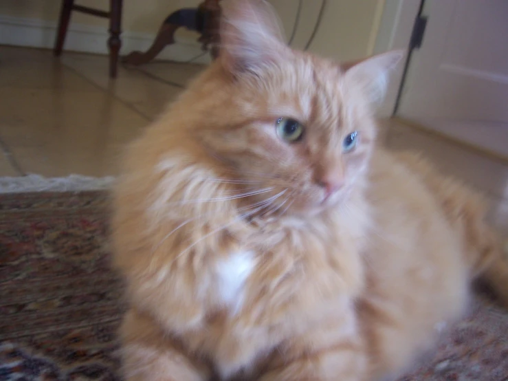 a cat sitting on top of a carpet in a living room