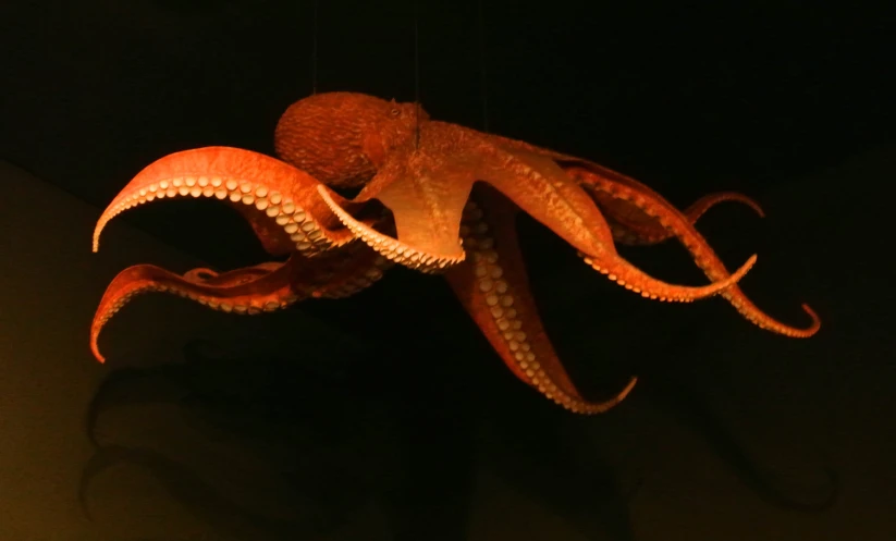 a large orange octo hanging from a hook