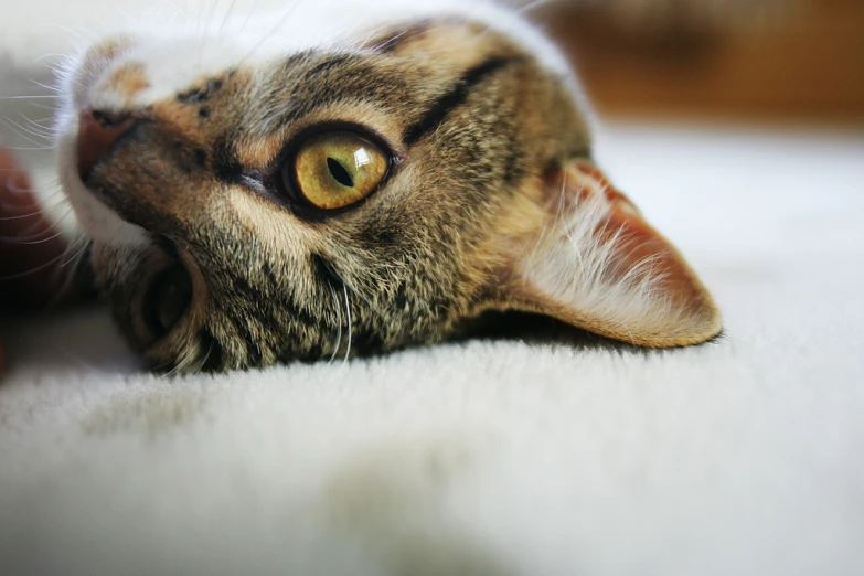 a cat has yellow eyes looking upward