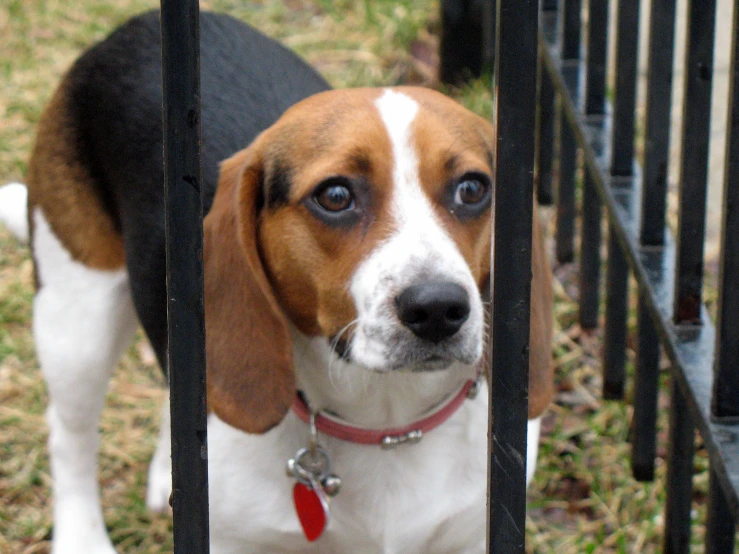 the dog is standing behind the gate looking forward