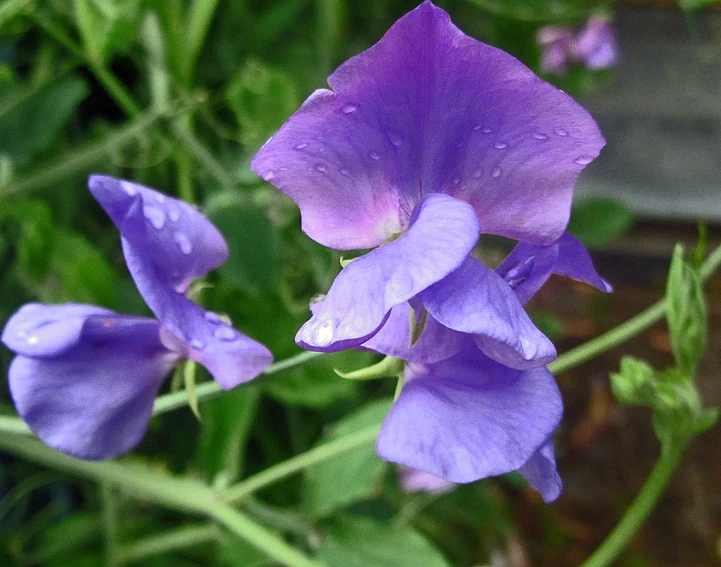 a purple flower with water droplets growing in the center