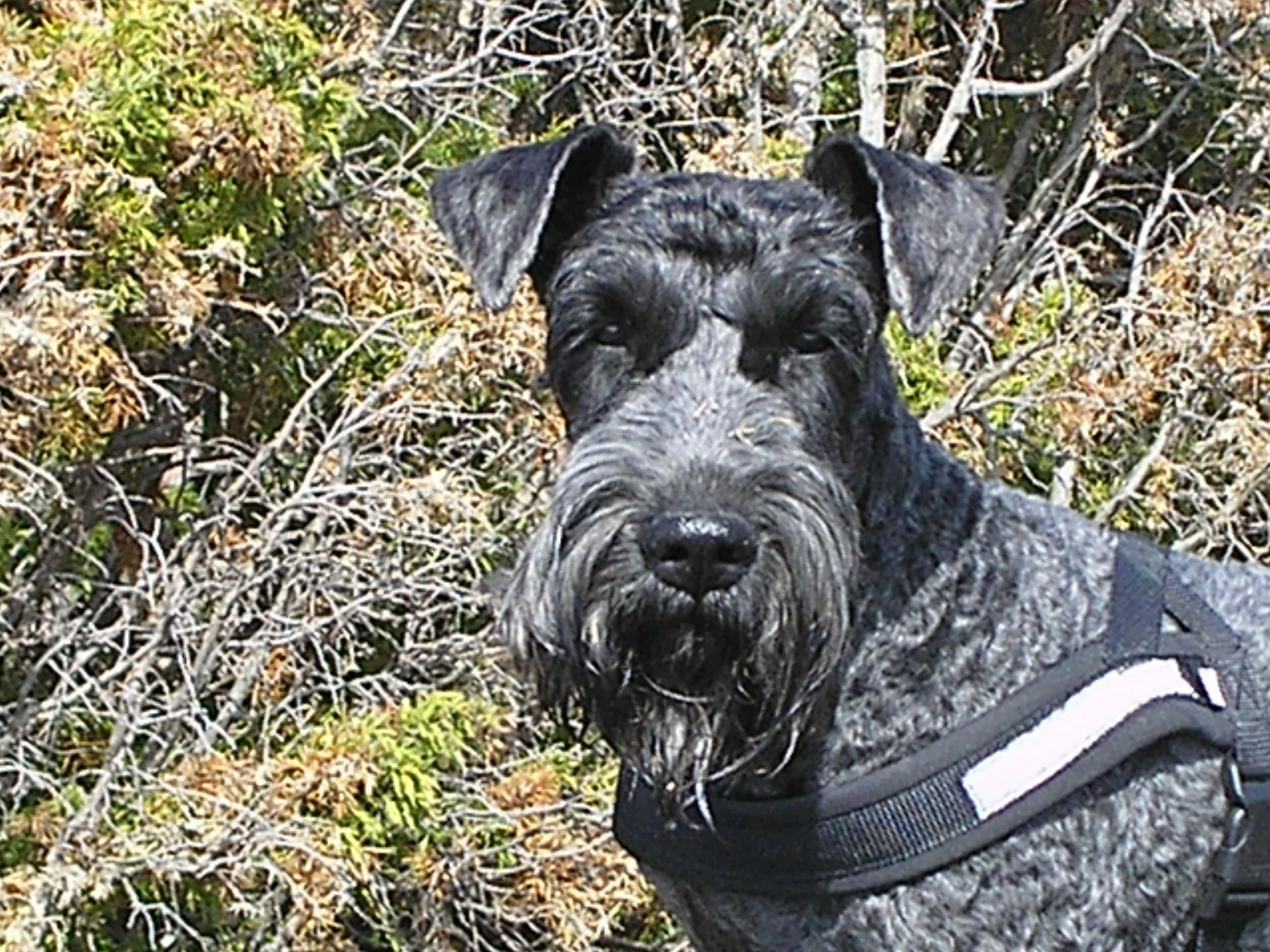 a grey dog wearing a harness near bushes