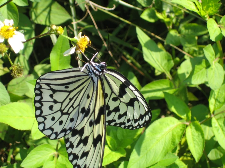 white and black erfly with open wings perched on some flowers