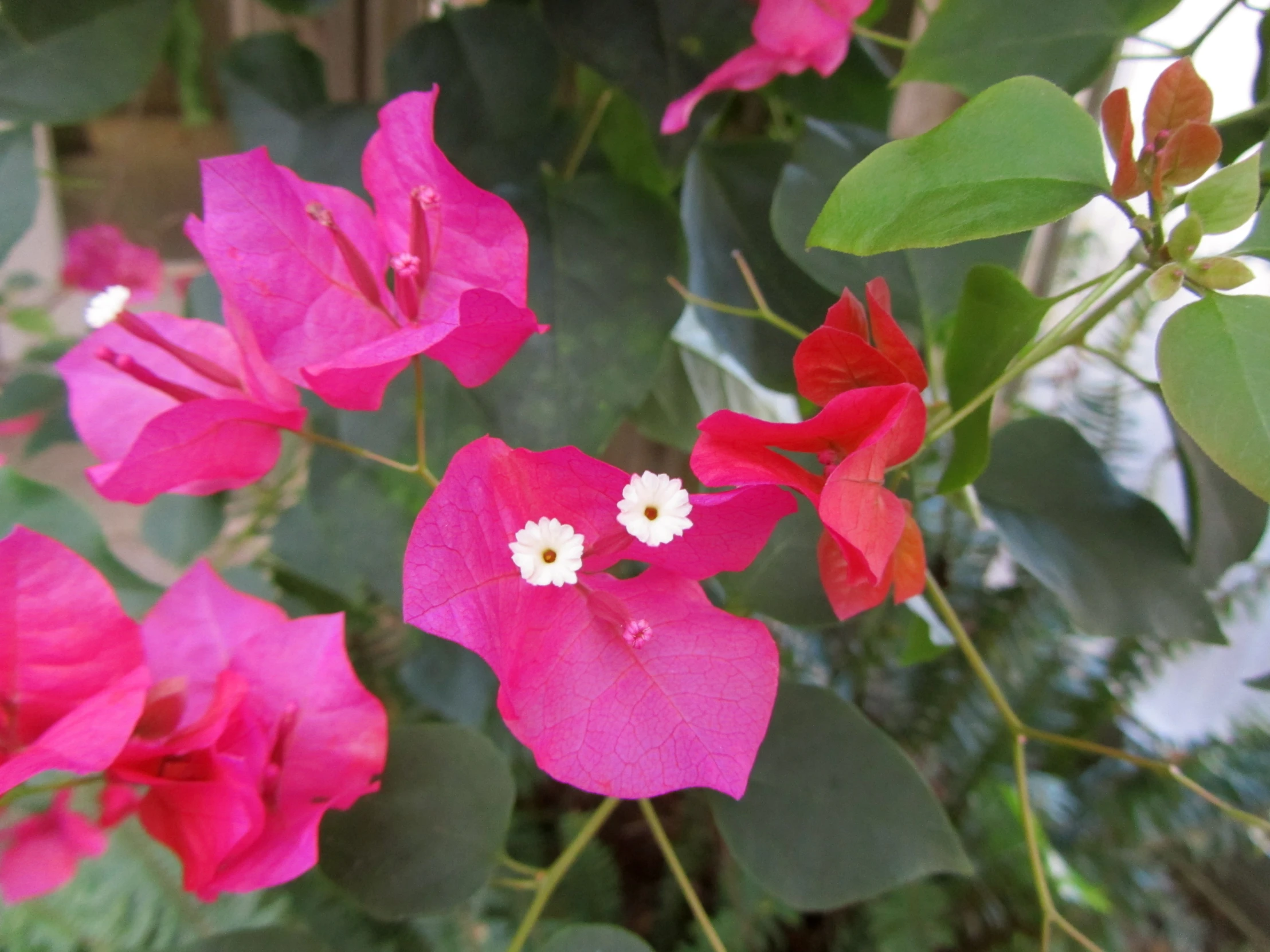 a pink and white flower among green leaves