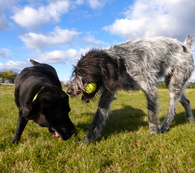 two large dogs standing in the grass