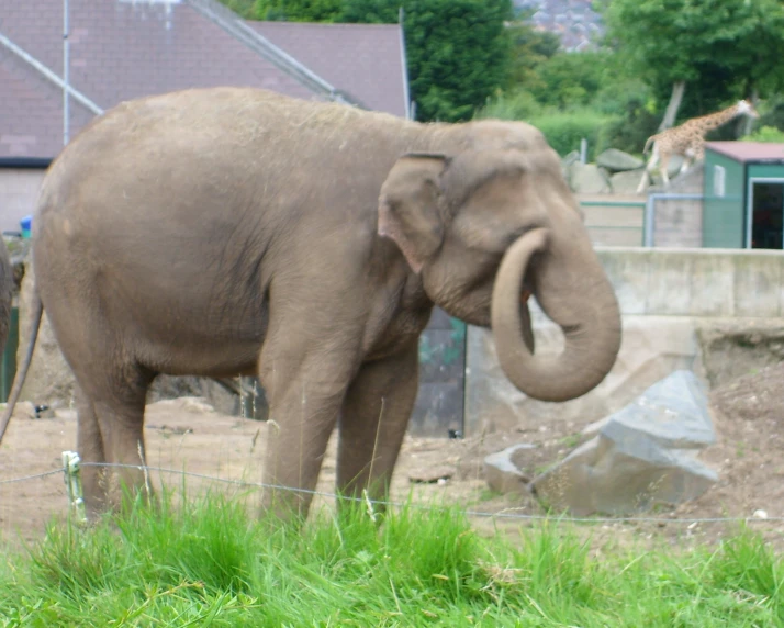 an elephant in its pen with some rocks and trees