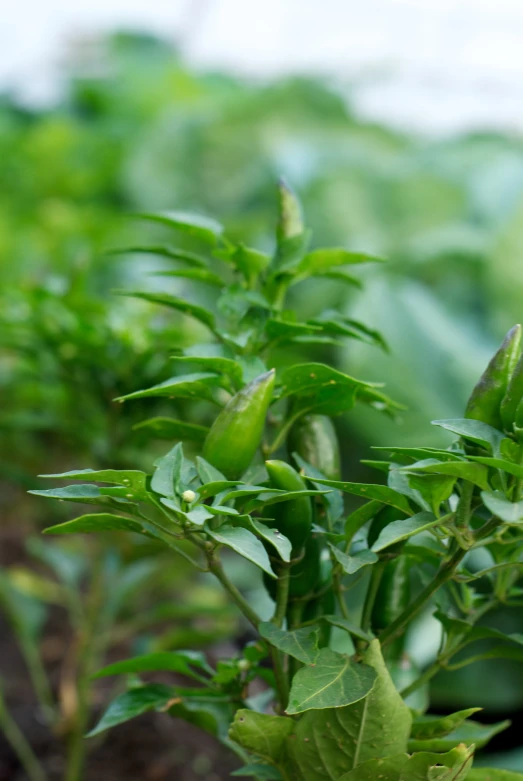 a closeup po of a young plant growing in the ground