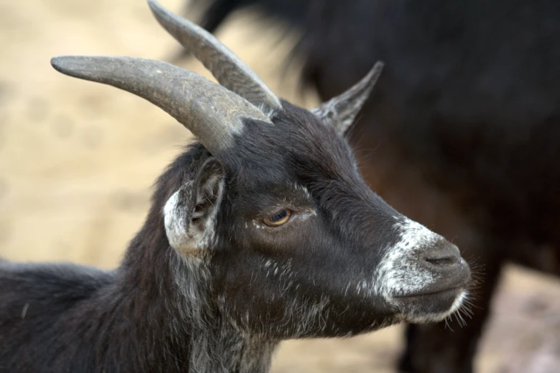 an animal has large horns and big ears