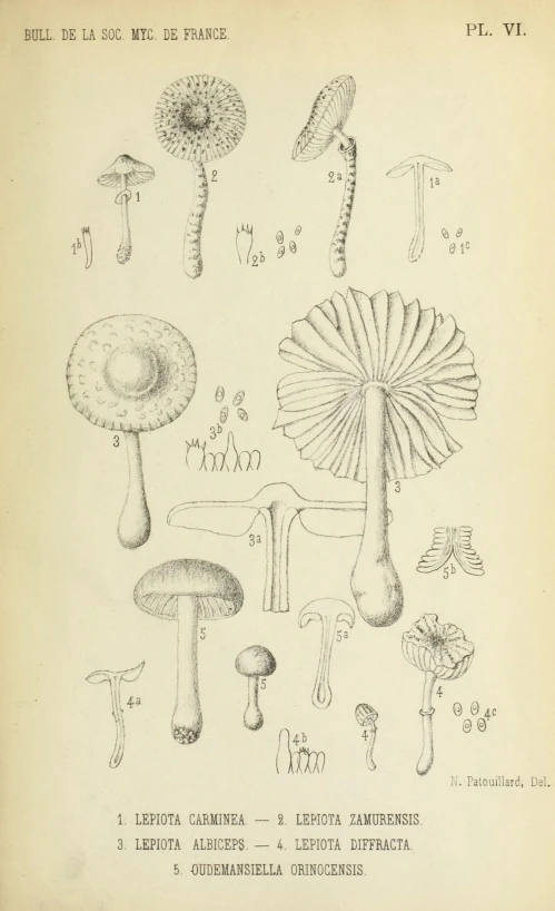 an old black and white book with mushrooms