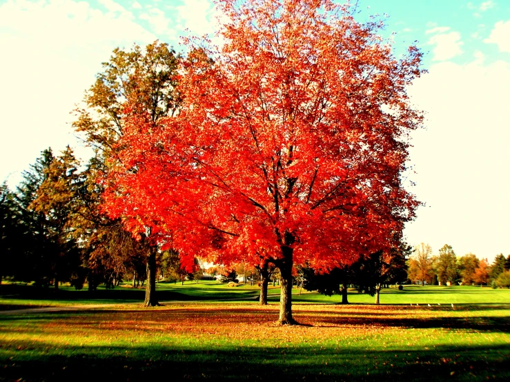 red tree near some trees in the park