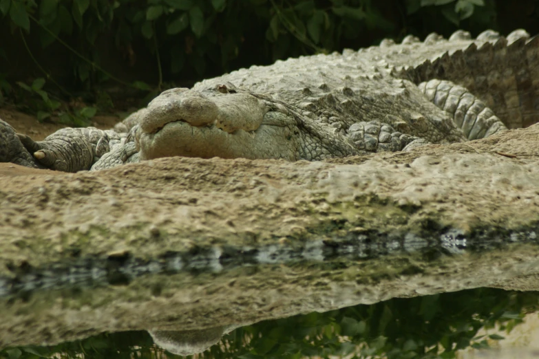 there is a crocodile laying down in the dirt