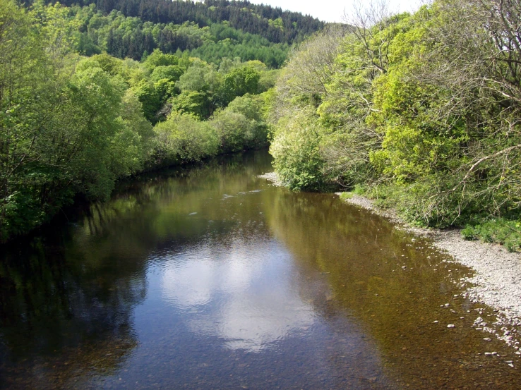 there is a stream flowing through the woods