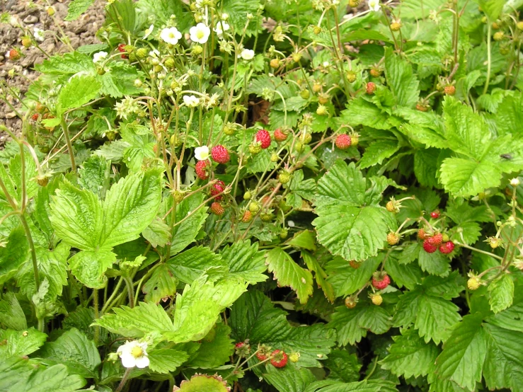 some leaves and berries on the ground with white flowers