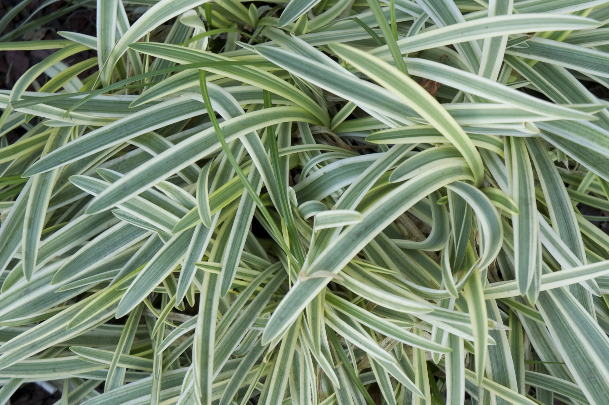 large plant with several green leaves growing in the ground