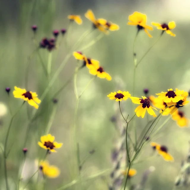 yellow flowers are in the grass outside