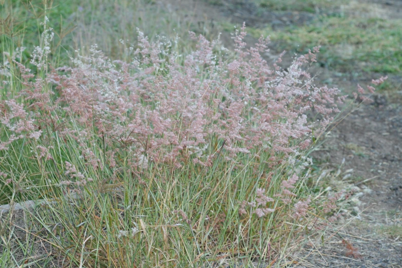 a large plant with very tiny purple flowers