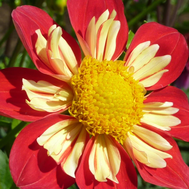 a large orange and white flower with lots of red petals