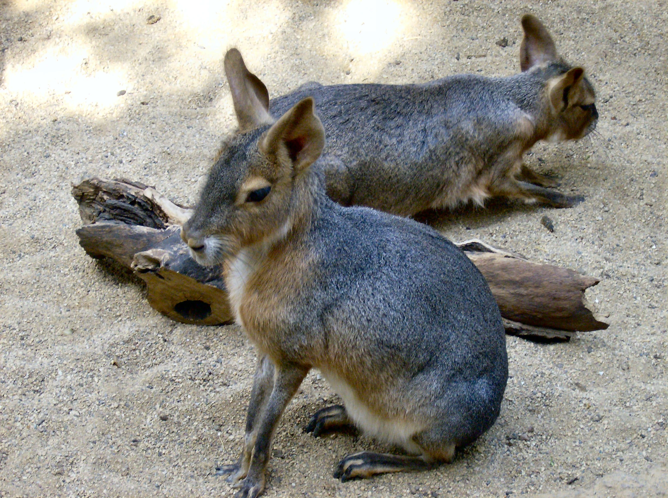 the two animals are resting by each other on the sand