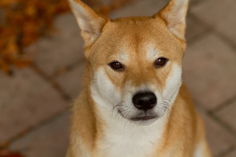 an extremely cute little dog with an unusual look