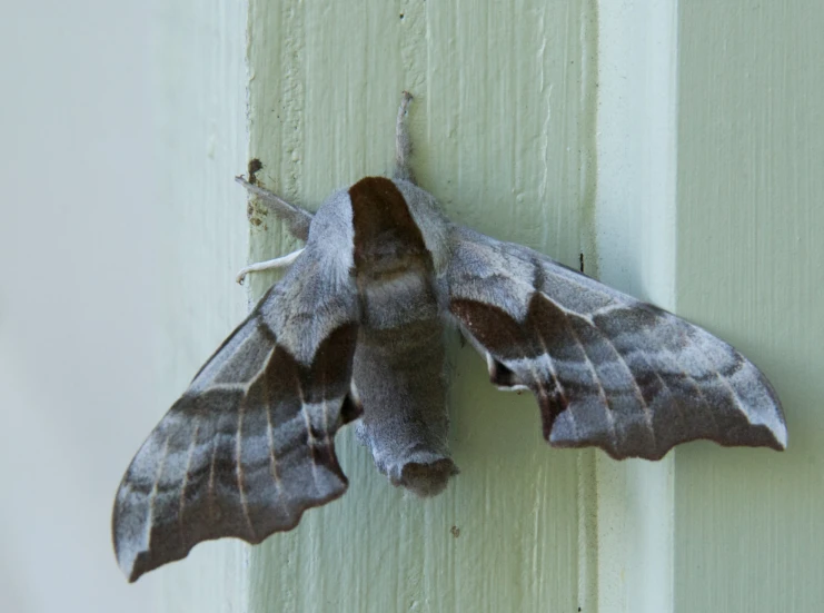 the moth is on the side of the door