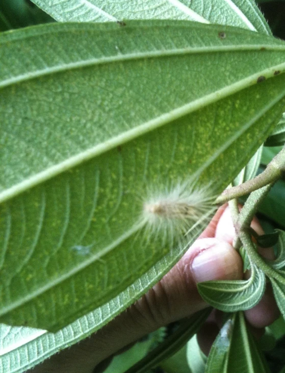 a large green leaf with some tiny white buds