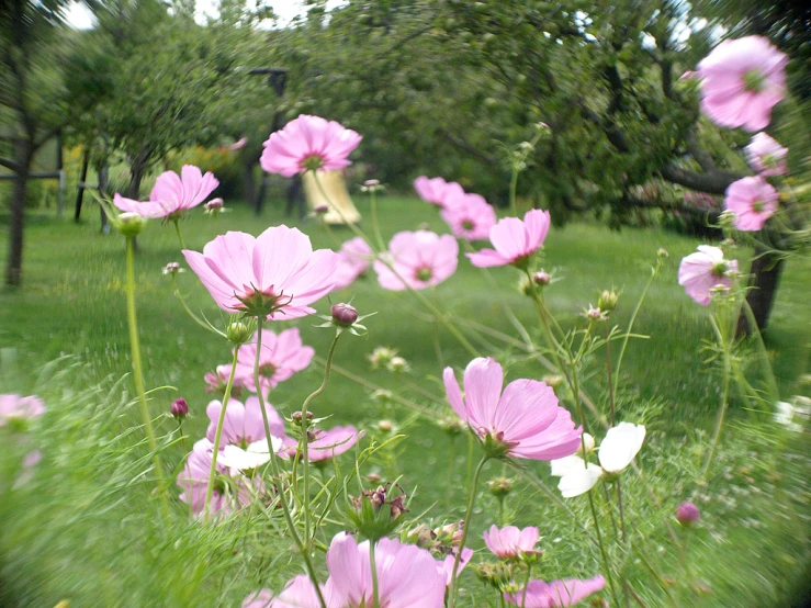 a field with a variety of pink and white flowers