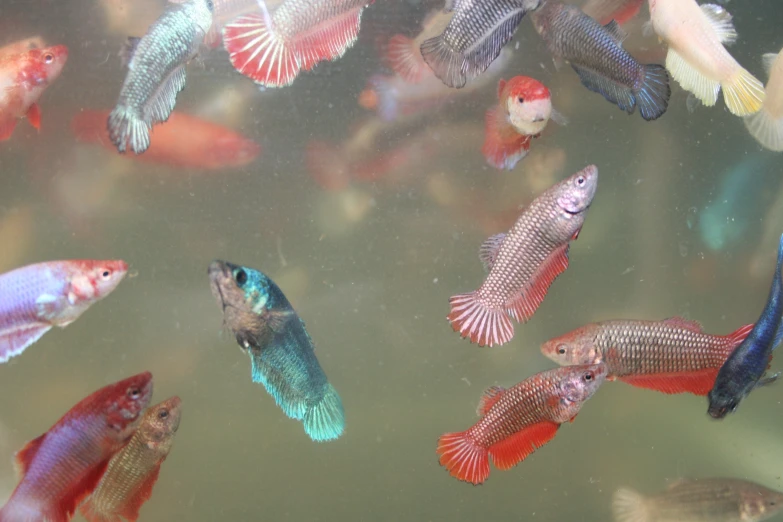 colorful fish swimming in a tank full of water