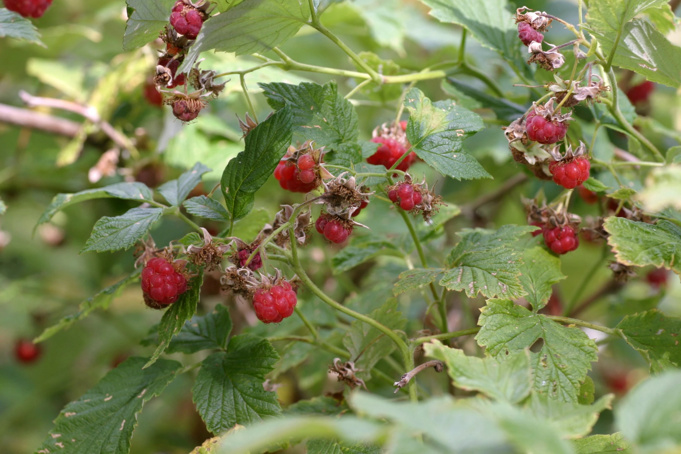 some raspberries that are still growing on a tree