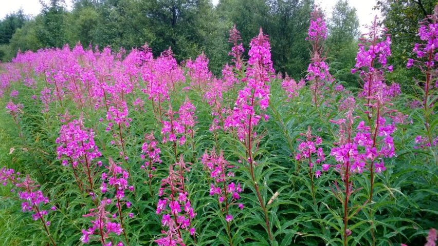 a field full of purple flowers and greenery