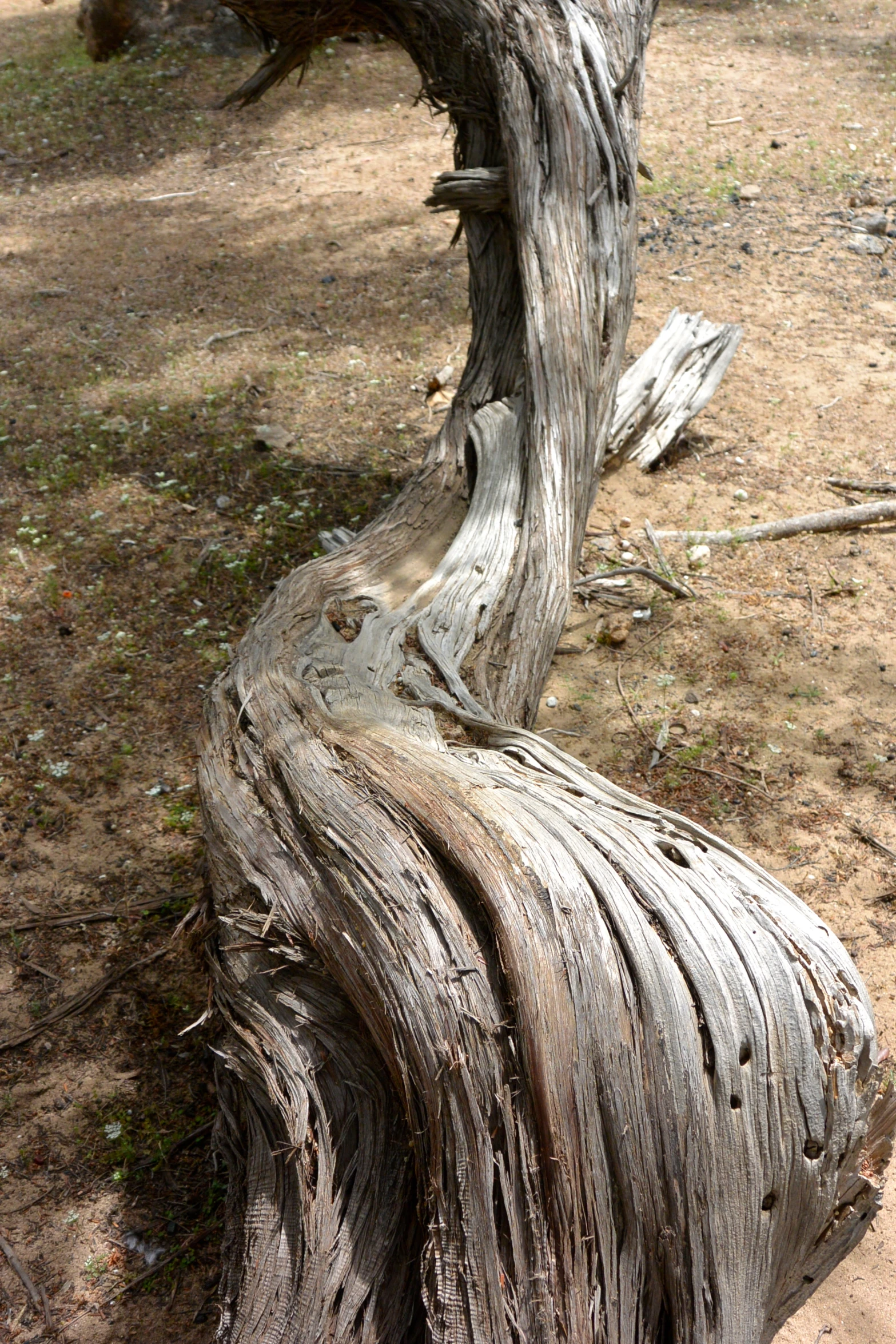 a tree is shown in a dirt area