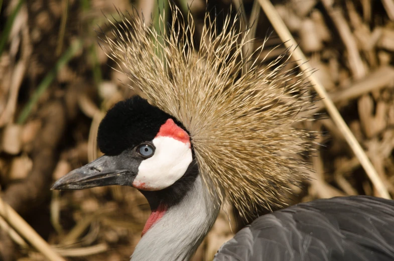 the large bird has long feathers on its head