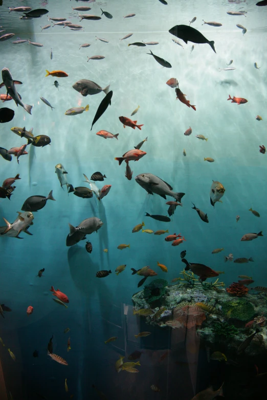 this is a bunch of fishes swimming in water