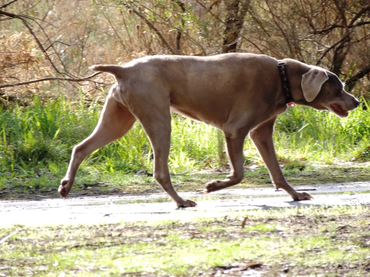 a brown dog walking on a path in front of trees